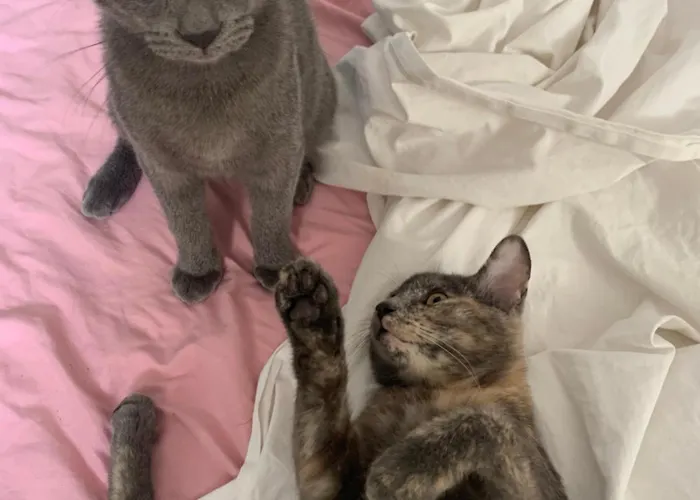 فندق مبيت وإفطار Naturalmente