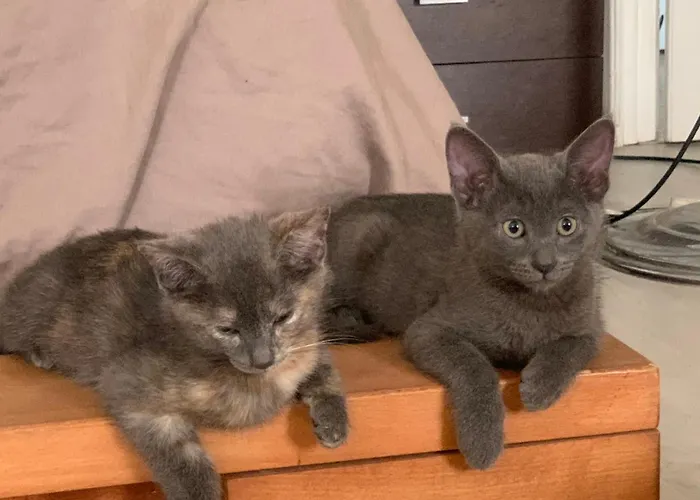 فندق مبيت وإفطار Naturalmente